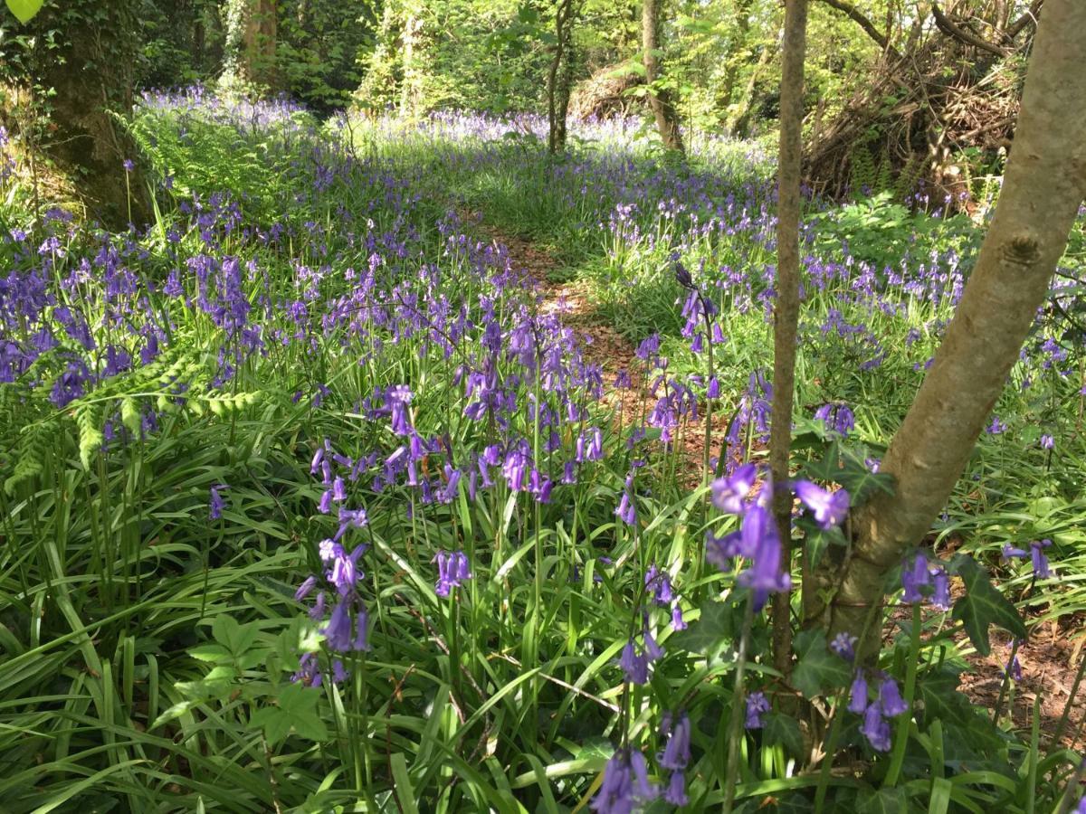 Blackhill Woods Retreat Abbeyleix Εξωτερικό φωτογραφία
